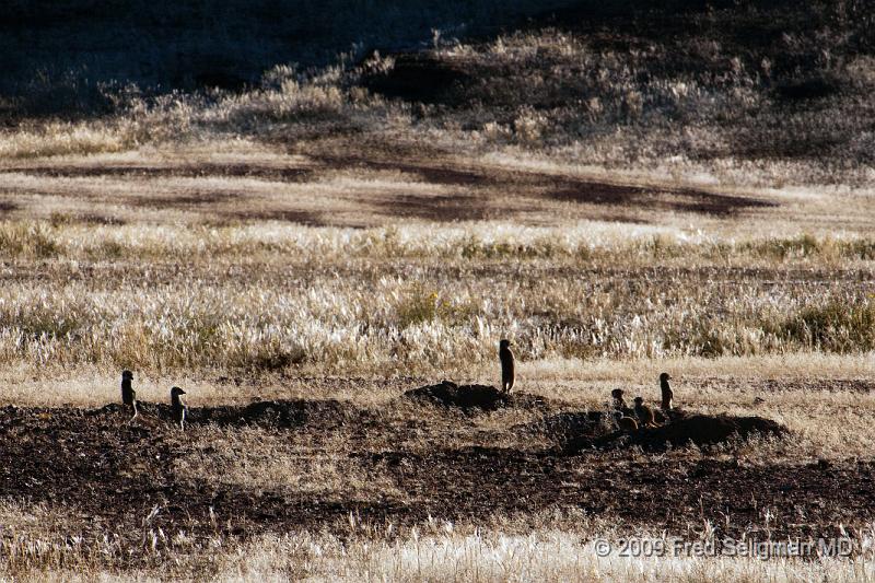 20090604_084423 D300 X1.jpg - This is the Meerkat (Suricate) seen on the Skeleton Coast of Namibia.  It is a small ammal of the mongoose family